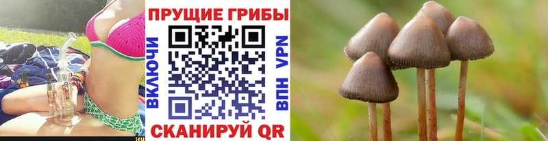 продажа наркотиков  Торопец  Псилоцибиновые грибы Cubensis 